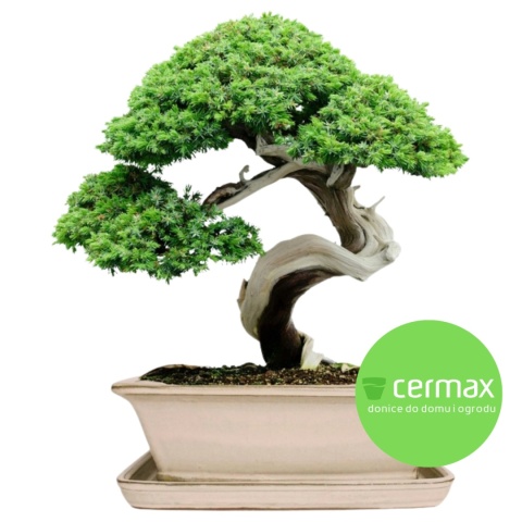 DONICA BONSAI Z PODSTAWKĄ CERAMICZNA SZKLIWIONA KREMOWA H:9,5x21x27cm
