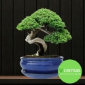 DONICA BONSAI Z PODSTAWKĄ CERAMICZNA SZKLIWIONA NIEBIESKA H:10x20,8x25,5cm