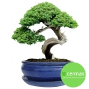 DONICA BONSAI Z PODSTAWKĄ CERAMICZNA SZKLIWIONA NIEBIESKA H:10x20,8x25,5cm