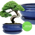 DONICA BONSAI Z PODSTAWKĄ CERAMICZNA SZKLIWIONA NIEBIESKA H:10x20,8x25,5cm
