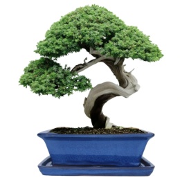 DONICA BONSAI Z PODSTAWKĄ CERAMICZNA SZKLIWIONA NIEBIESKA H:9x17x21,2cm