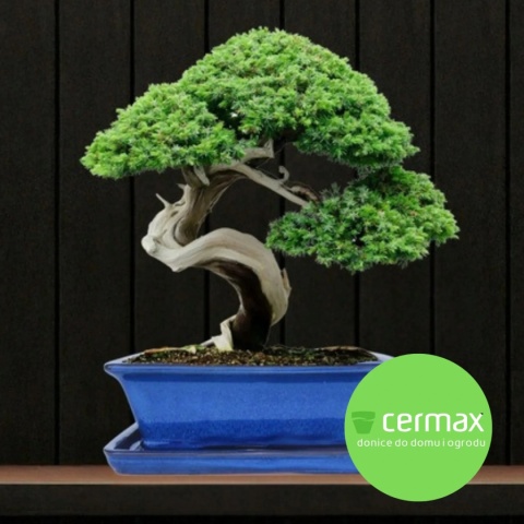 DONICA BONSAI Z PODSTAWKĄ CERAMICZNA SZKLIWIONA NIEBIESKA H:9x17x21,2cm