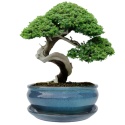 DONICA BONSAI Z PODSTAWKĄ CERAMICZNA SZKLIWIONA TURKUSOWA H:10x20,8x25,5cm