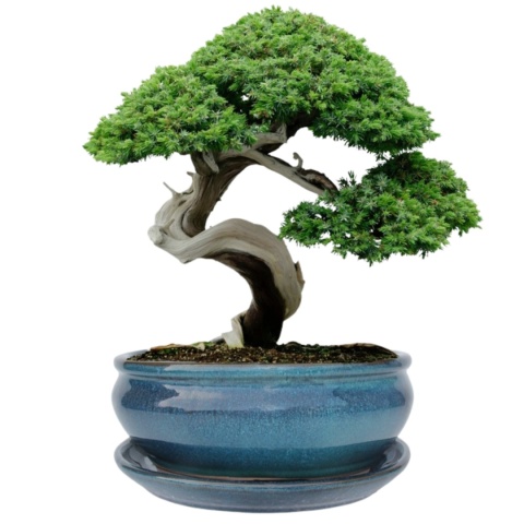 DONICA BONSAI Z PODSTAWKĄ CERAMICZNA SZKLIWIONA TURKUSOWA H:10x20,8x25,5cm