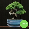 DONICA BONSAI Z PODSTAWKĄ CERAMICZNA SZKLIWIONA TURKUSOWA H:10x20,8x25,5cm