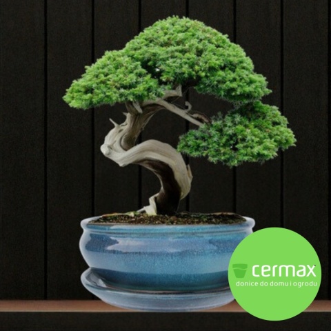 DONICA BONSAI Z PODSTAWKĄ CERAMICZNA SZKLIWIONA TURKUSOWA H:10x20,8x25,5cm