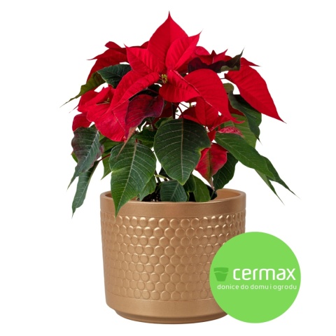 OSŁONKA CERAMICZNA ZŁOTA 12,5 x 11 cm KOMPLET 6 szt.