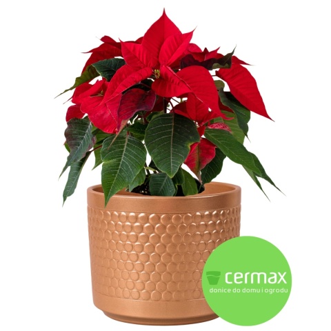 OSŁONKA DONICZKA ZŁOTA 12,5 x 11 cm KOMPLET 6 SZT.