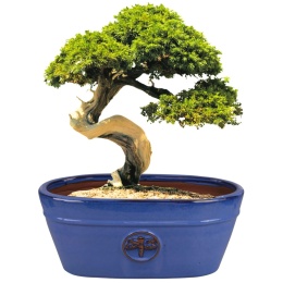 DONICA SZKLIWIONA CERAMICZNA MROZOODPORNA OWALNA KORYTKO NIEBIESKA