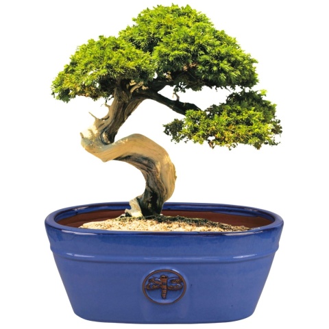 DONICA SZKLIWIONA CERAMICZNA MROZOODPORNA OWALNA KORYTKO NIEBIESKA