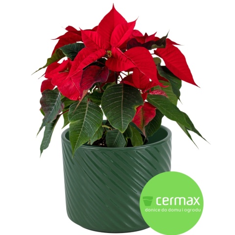 OSŁONKA DONICZKA CERAMICZNA ZŁOTA 14,5 x 12 CM KOMPLET 5 SZT.