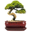 DONICA BONSAI Z PODSTAWKĄ 10x20,7x27cm CERAMICZNA SZKLIWIONA CZERWONA