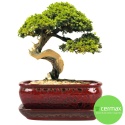 DONICA BONSAI Z PODSTAWKĄ 10x20,7x27cm CERAMICZNA SZKLIWIONA CZERWONA
