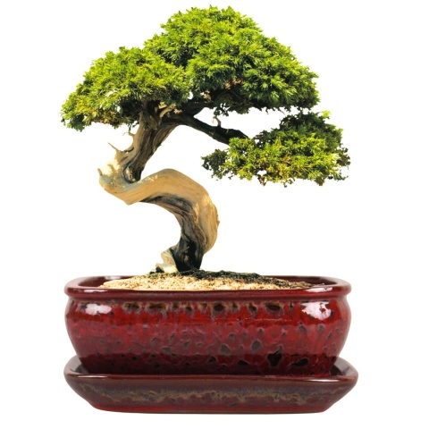 DONICA BONSAI Z PODSTAWKĄ 10x20,7x27cm CERAMICZNA SZKLIWIONA CZERWONA