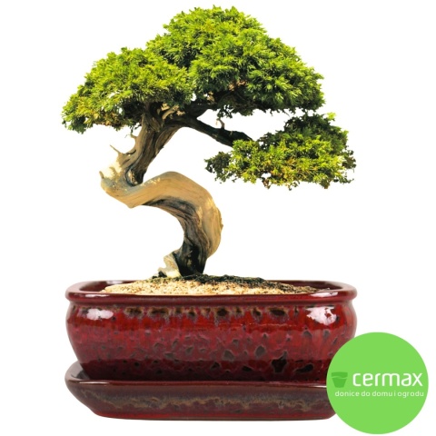 DONICA BONSAI Z PODSTAWKĄ 10x20,7x27cm CERAMICZNA SZKLIWIONA CZERWONA
