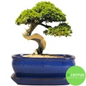 DONICA BONSAI Z PODSTAWKĄ 10x20,7x27cm CERAMICZNA SZKLIWIONA NIEBIESKA
