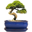 DONICA BONSAI Z PODSTAWKĄ 10x20,7x27cm CERAMICZNA SZKLIWIONA NIEBIESKA