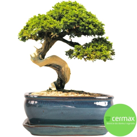 DONICA BONSAI Z PODSTAWKĄ