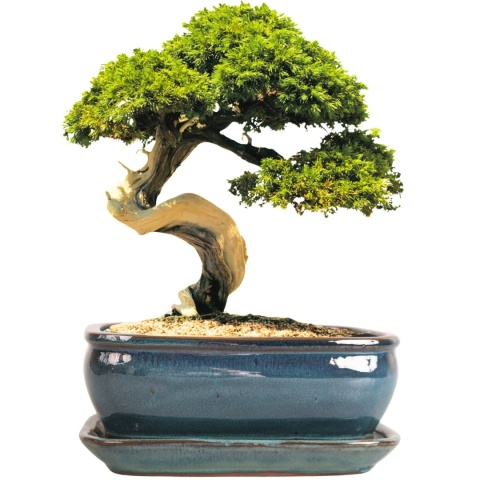 DONICA BONSAI Z PODSTAWKĄ