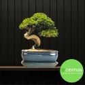 DONICA BONSAI Z PODSTAWKĄ