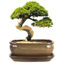 DONICA BONSAI Z PODSTAWKĄ 10x20,7x27cm CERAMICZNA SZKLIWIONA ZIELONA