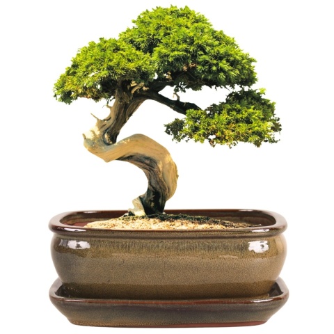 DONICA BONSAI Z PODSTAWKĄ 10x20,7x27cm CERAMICZNA SZKLIWIONA ZIELONA