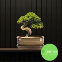 DONICA BONSAI Z PODSTAWKĄ 10x20,7x27cm CERAMICZNA SZKLIWIONA ZIELONA
