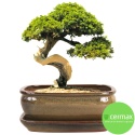 DONICA BONSAI Z PODSTAWKĄ 10x20,7x27cm CERAMICZNA SZKLIWIONA ZIELONA