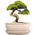 DONICA BONSAI Z PODSTAWKĄ 9x16,4x21,8cm CERAMICZNA SZKLIWIONA KREMOWA