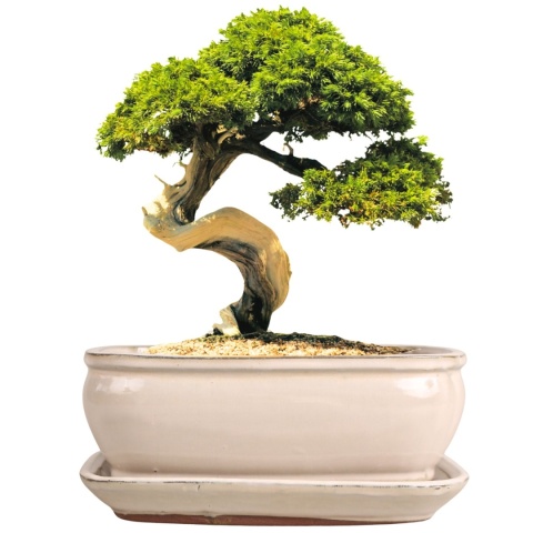DONICA BONSAI Z PODSTAWKĄ 9x16,4x21,8cm CERAMICZNA SZKLIWIONA KREMOWA