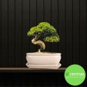 DONICA BONSAI Z PODSTAWKĄ 9x16,4x21,8cm CERAMICZNA SZKLIWIONA KREMOWA