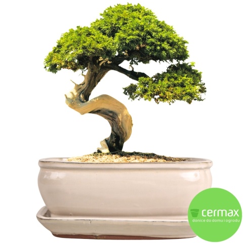 DONICA BONSAI Z PODSTAWKĄ 9x16,4x21,8cm CERAMICZNA SZKLIWIONA KREMOWA