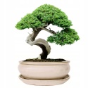 DONICA H:11x25,5x31,5cm BONSAI Z PODSTAWKĄ CERAMICZNA SZKLIWIONA KREMOWA