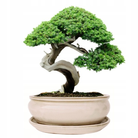 DONICA H:11x25,5x31,5cm BONSAI Z PODSTAWKĄ CERAMICZNA SZKLIWIONA KREMOWA