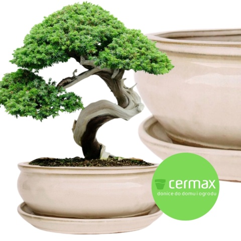 DONICA H:11x25,5x31,5cm BONSAI Z PODSTAWKĄ CERAMICZNA SZKLIWIONA KREMOWA