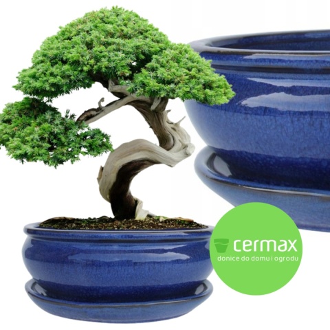 DONICA H:11x25,5x31,5cm BONSAI Z PODSTAWKĄ CERAMICZNA SZKLIWIONA NIEBIESKA