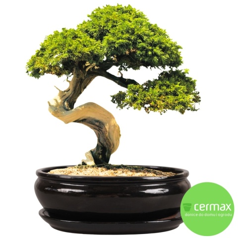 DONICA H:11x25,5x31,5cm BONSAI Z PODSTAWKĄ CERAMICZNA SZKLIWIONA CZARNA