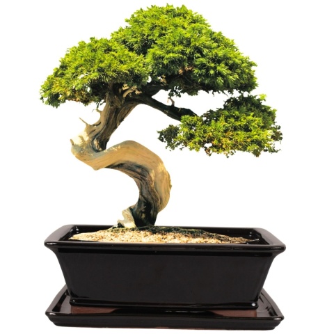 DONICA BONSAI Z PODSTAWKĄ CERAMICZNA SZKLIWIONA CZARNA H:12,5x28,5x36,5cm