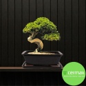 DONICA BONSAI Z PODSTAWKĄ CERAMICZNA SZKLIWIONA CZARNA