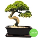 DONICA BONSAI Z PODSTAWKĄ CERAMICZNA SZKLIWIONA CZARNA H:12,5x28,5x36,5cm