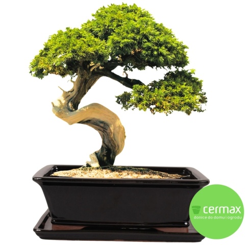 DONICA BONSAI Z PODSTAWKĄ CERAMICZNA SZKLIWIONA CZARNA H:12,5x28,5x36,5cm