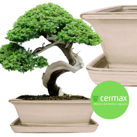 DONICA BONSAI Z PODSTAWKĄ CERAMICZNA SZKLIWIONA KREMOWA H:12,5x28,5x36,5cm