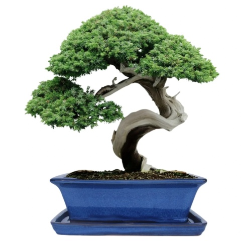 DONICA BONSAI Z PODSTAWKĄ CERAMICZNA SZKLIWIONA NIEBIESKA H:12,5x28,5x36,5cm
