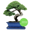 DONICA BONSAI Z PODSTAWKĄ CERAMICZNA SZKLIWIONA NIEBIESKA H:12,5x28,5x36,5cm