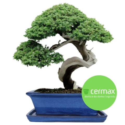 DONICA BONSAI Z PODSTAWKĄ CERAMICZNA SZKLIWIONA NIEBIESKA H:12,5x28,5x36,5cm