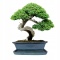DONICA BONSAI Z PODSTAWKĄ CERAMICZNA SZKLIWIONA TURKUSOWA H:12,5x28,5x36,5cm