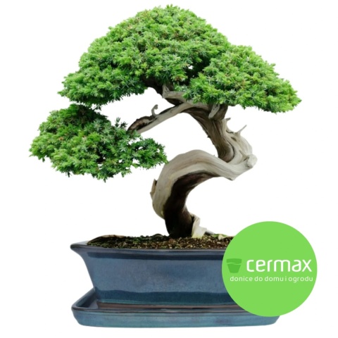 DONICA BONSAI Z PODSTAWKĄ CERAMICZNA SZKLIWIONA TURKUSOWA H:12,5x28,5x36,5cm