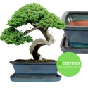 DONICA BONSAI Z PODSTAWKĄ CERAMICZNA SZKLIWIONA TURKUSOWA H:12,5x28,5x36,5cm