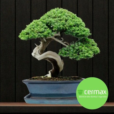 DONICA BONSAI Z PODSTAWKĄ CERAMICZNA SZKLIWIONA TURKUSOWA H:12,5x28,5x36,5cm