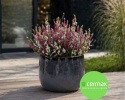 DONICA CERAMICZNA SZKLIWIONA MROZOODPORNA GRANATOWA OGRODOWA KOMPLET 3SZT